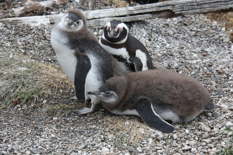 Magellanic Penguin with two baby Penguins