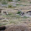 Magellanic Penguin protecting it's nest from a Great Skua.