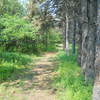Hiking along planted Ponderosa Pines