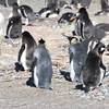 The only pair of King Penguins on the island