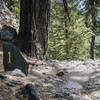The first 5 km of the Samaria Gorge trail descend to the gorge proper through a thick forest.