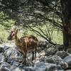 Look for the rare Kri-Kri goat in the Samaria Gorge