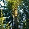 A giant old growth redwood along Tractor Trail