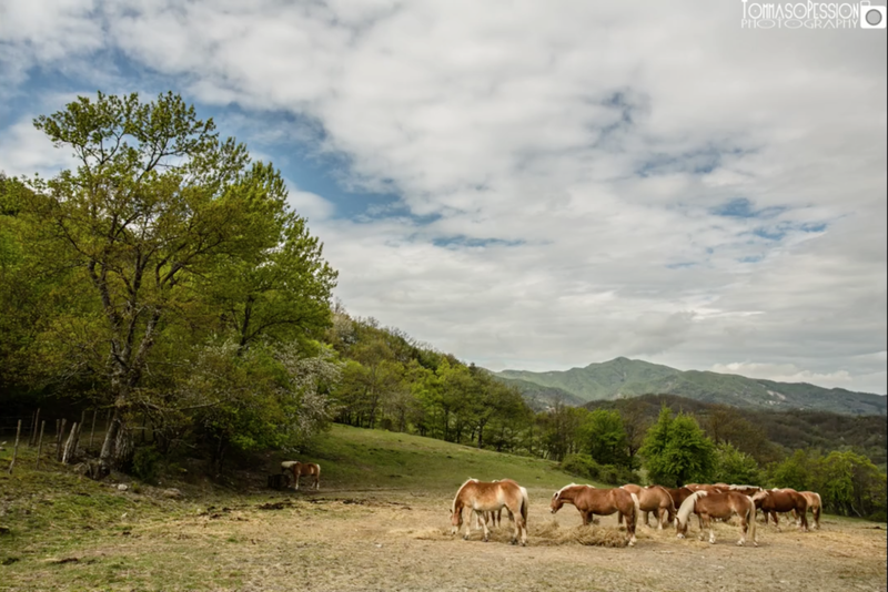 Horses in the free state in the Mugello mountains.
