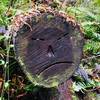 A rather gumpy log.