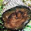 A happy log.