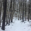 Swamp Trail in winter