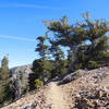 Ancient limber pine along Pacific Crest Trail