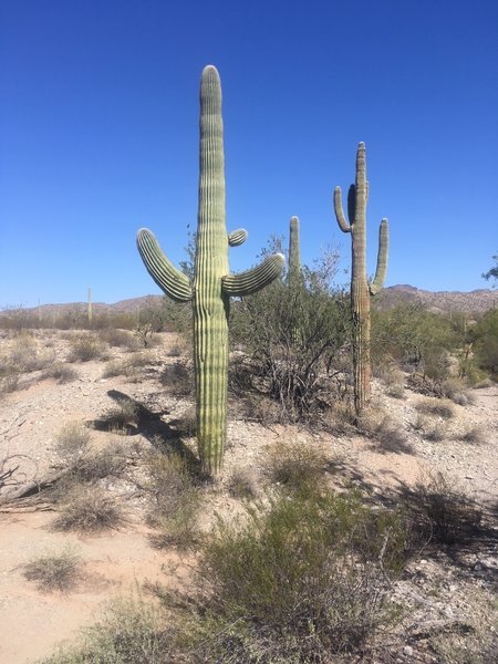 An abundance of Saguaro Cactus to be seen along the way.