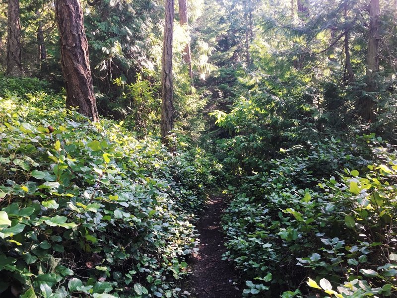 A nice patch of salal along the Pigeon Ridge trail.