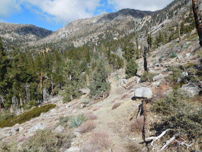 Dry slope with pinyon trees and yucca with Jeffrey pine, white fir trees beyond.