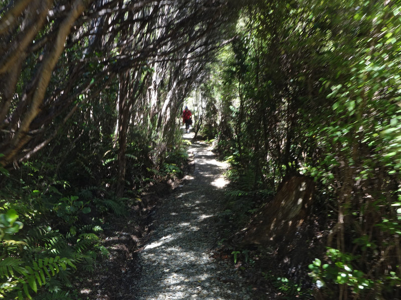 Typical canopy covered section of the Mount Cargill trail