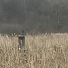 Bird and birdhouse in the wetland
