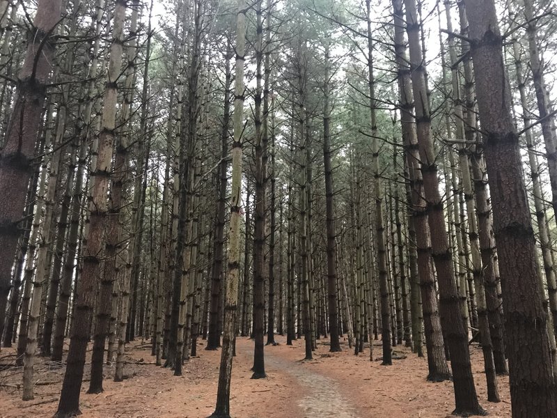 Pine woods