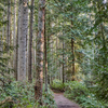 A set of trails which are surrounded on all sides by a thick forest of trees awaits day hikers at Bridle Trails.
