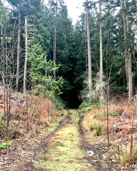 The trail as it is engulfed by the forest.