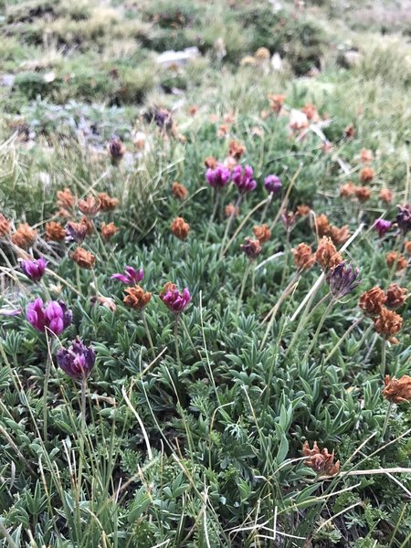 Alpine wildflowers. Above tree line
