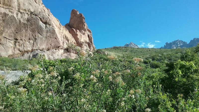 La Cueva Trail during the summer. Many wildflowers