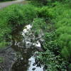 Jogger on a path, stream, trees, stones, reflections, Cowan Park, Seattle, Washington, USA