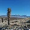 View of the Organ Mountains and soaptree Yucca