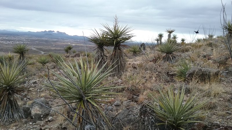 Looking down the trail. Lots of Yuccas
