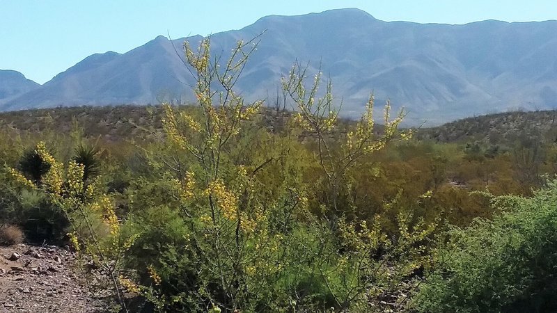 View of Franklin Mountains and acacia in bloom.