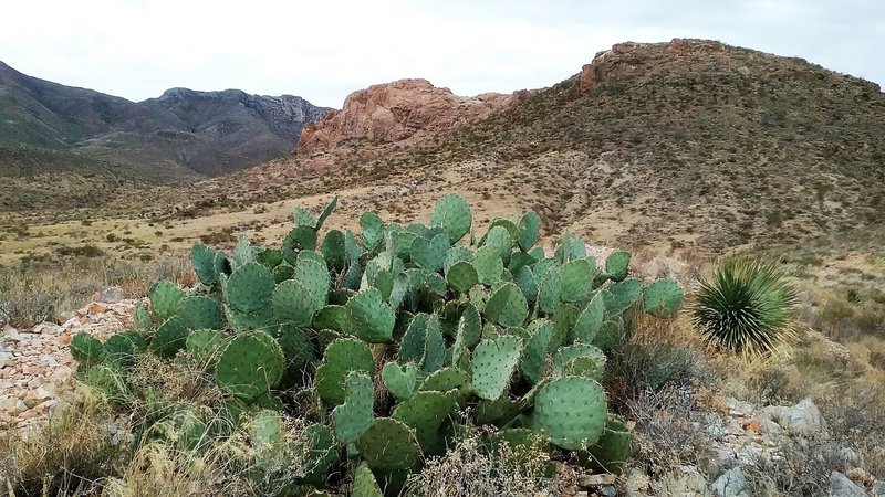Looking west from the trail, opuntias in the foreground.