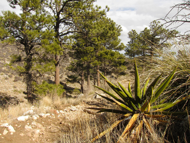 Forest on Guadalupe Mountains National Park, Guadalupe Peak Trail.