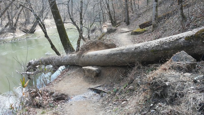 that is one heck of a step to get over this tree.    the only difficult obstacle on this trail for people with short legs
