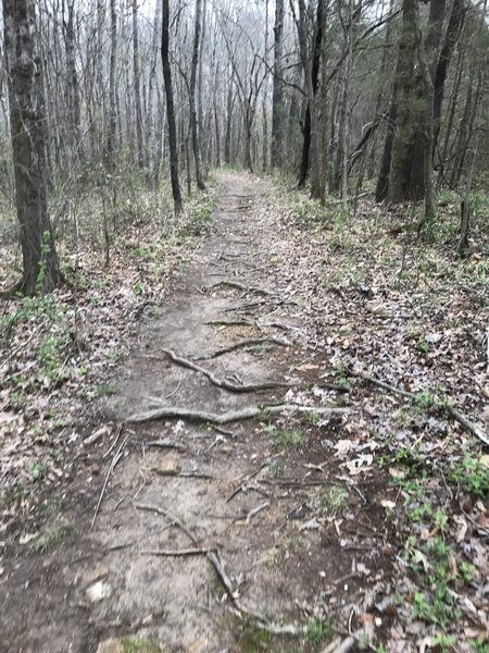 Uphill stretch near beginning of trail