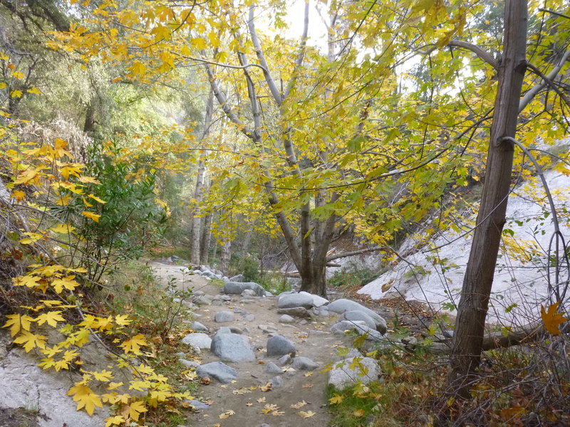 Maple in fall along Gabrielino Trail above Switzer Falls