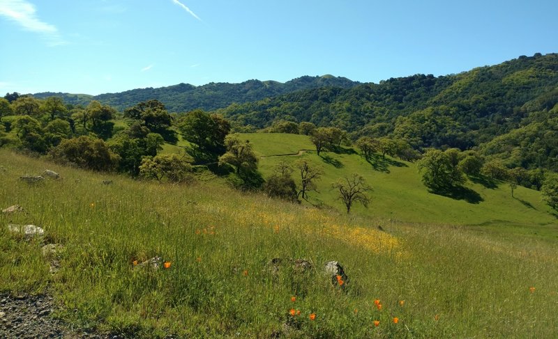 Spring wildflowers and green hills along Vista del Oro Trail