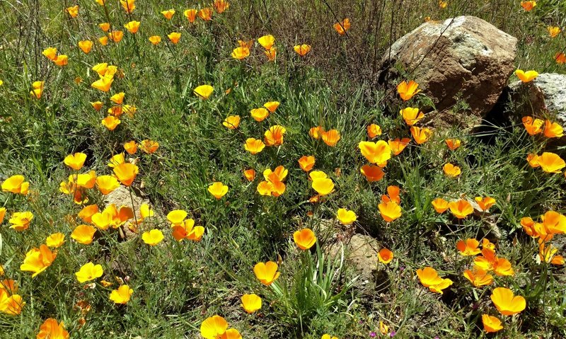 California poppies along Lisa Killough Trail