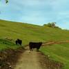 Cows graze in the grass hills along North Ridge Trail