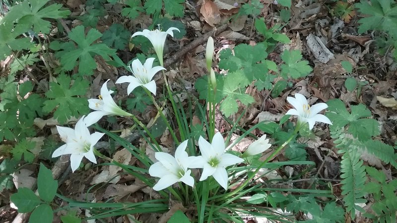 Atamasco lilies in the swampy area.
