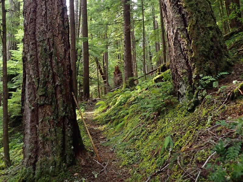 five-feet-in-diameter-and-hundreds-of-years-old