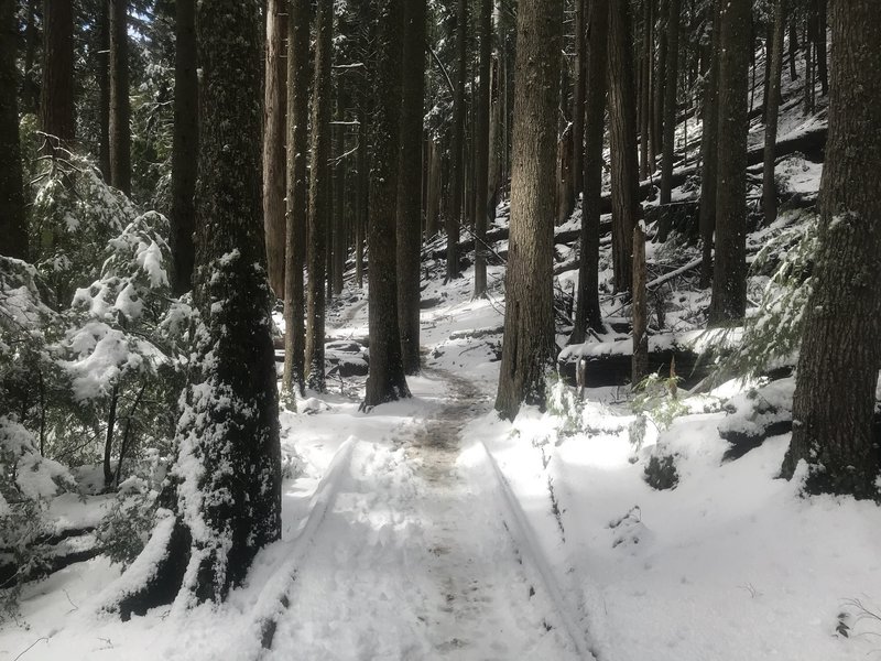Snow-covered trail