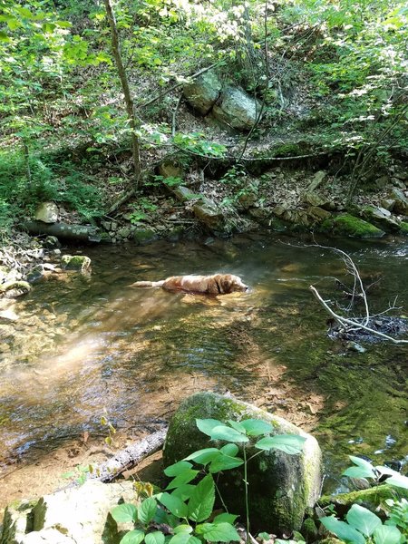 My golden retriever enjoys the deep pools in the stream very much.