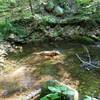 My golden retriever enjoys the deep pools in the stream very much.