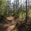 Its named pine needles path for a reason