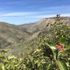 Sugar Sumac shrub in spring along the Aliso Loop Trail