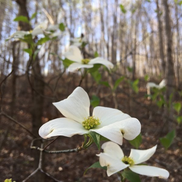 Dogwood Bloom  March/April 2017 -  Chestnut Ridge Heritage Preserve