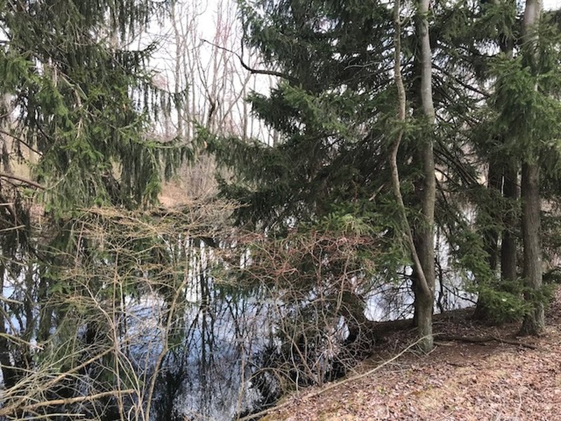 A small pond on the northern section