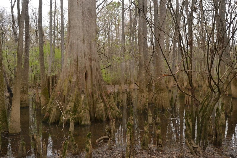 General Greene - the largest tree in Congaree National Park