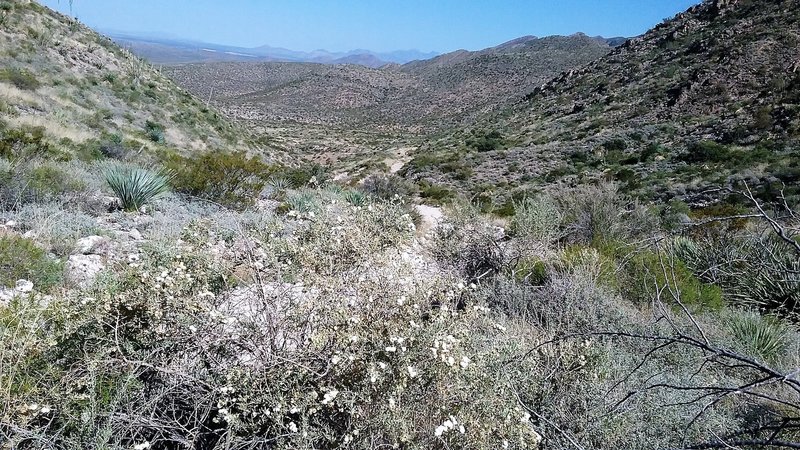 Looking NE on the trail.