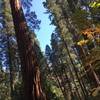 Autumn at the Sequoias
