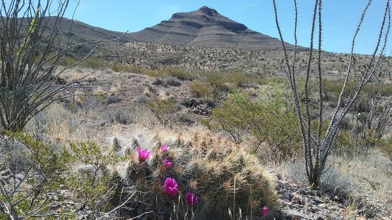 View of Bishop's Cap from the trail.