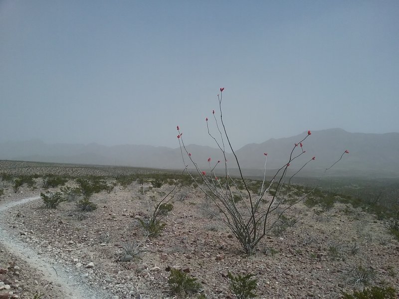 Looking east from the trail during dust storm.