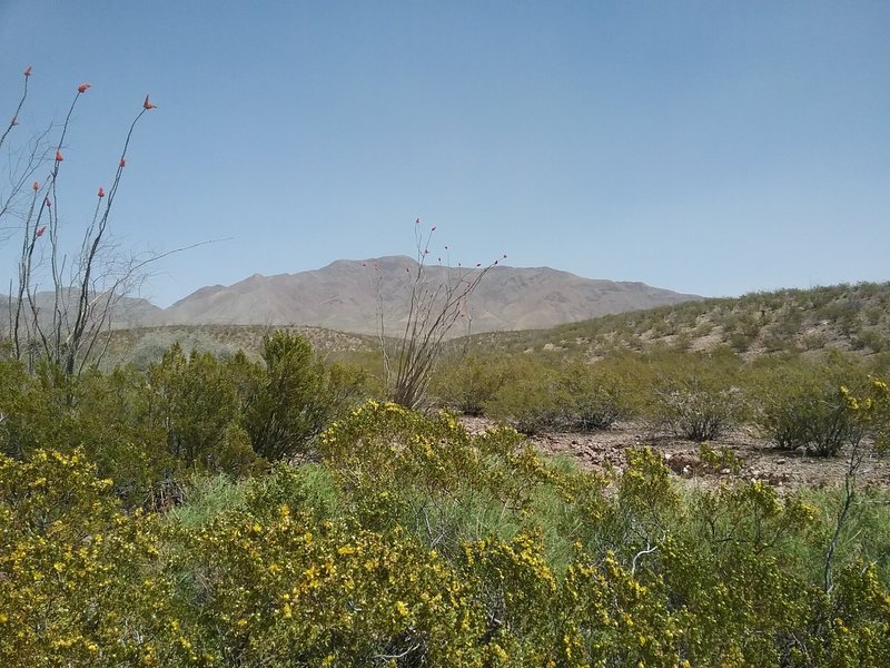 View of Franklin Mountains from the trail.