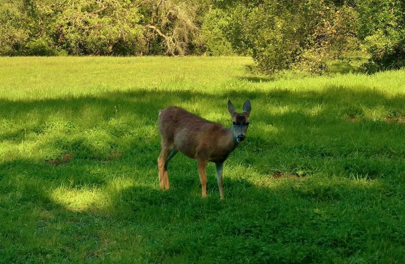 Deer. In a meadow along Coyote Ridge Trail